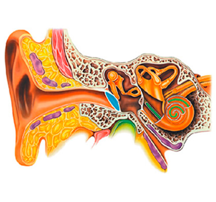 Anatomia do Ouvido